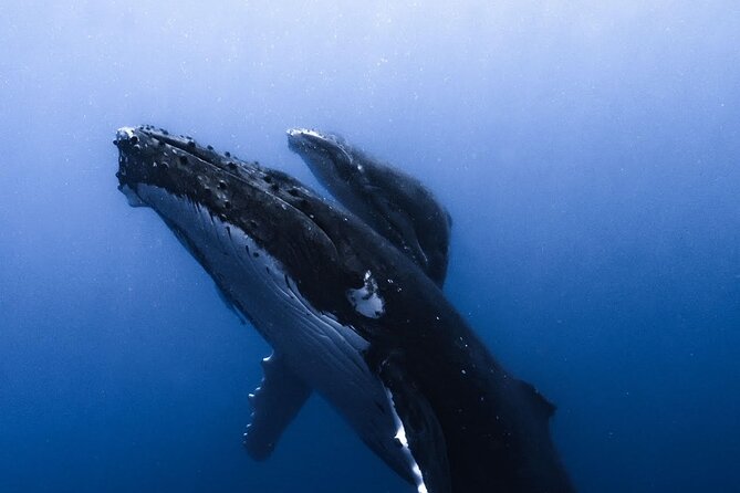 Swimming with Whales in Moorea (Half Day tour) - Guides who put safety first