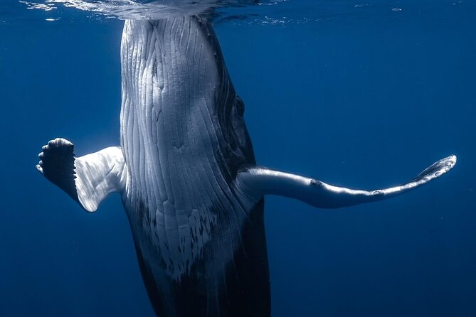 Swimming with Whales in Moorea (Half Day tour) - The best season and the role of luck