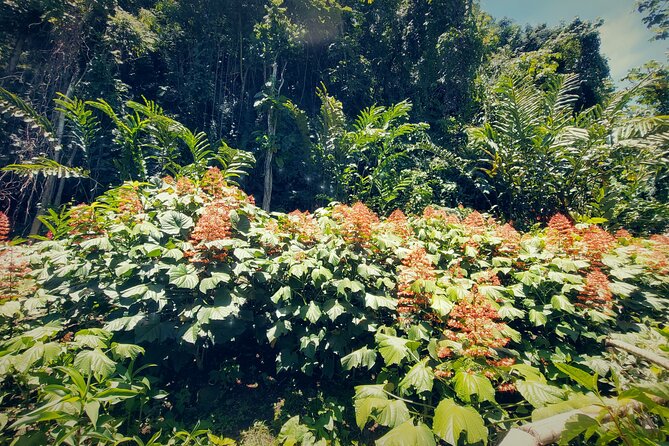 Tahiti Half Day Coastal Private Tour - Vaipahi Water Gardens and Tahitian plant life