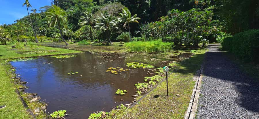 Tahiti Half Day Small Group Circle Tour - Waterfalls & Caves - Vaipahi Water Gardens and a gentle botanical walk