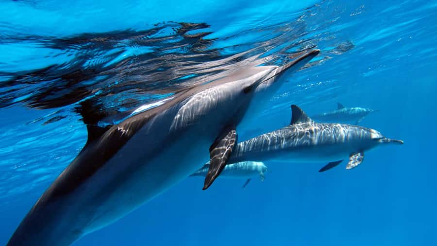 Tahiti island: 4 hours Snorkeling Tour - A four-hour boat trip built around Tahiti’s lagoon