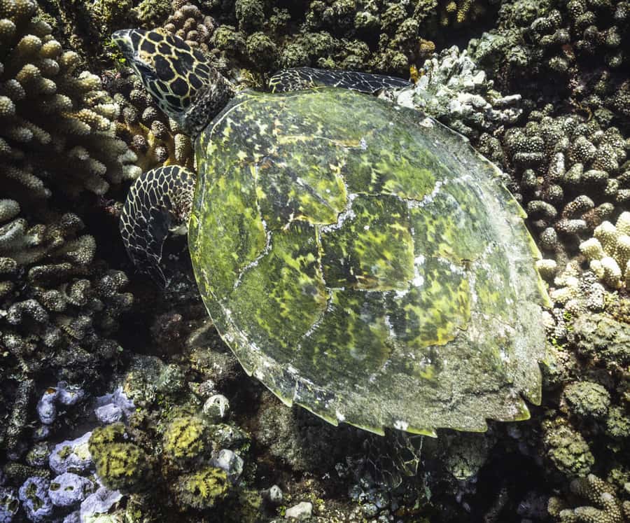Tahiti island: 4 hours Snorkeling Tour - Local fruit, juice, and Hinano beer on the lagoon