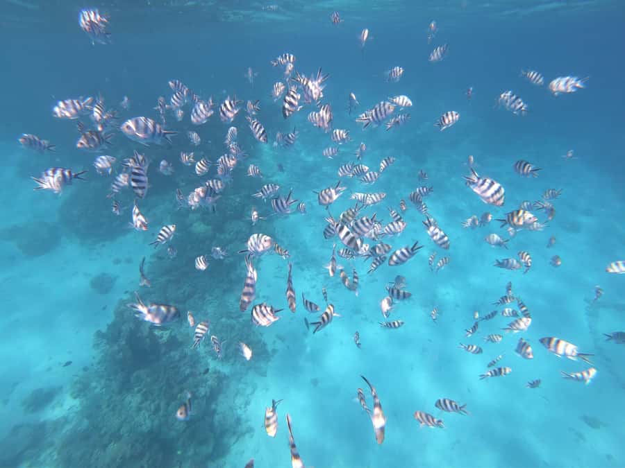 Tahiti island: 4 hours Snorkeling Tour - Hotel pickup is useful, but read the conditions carefully