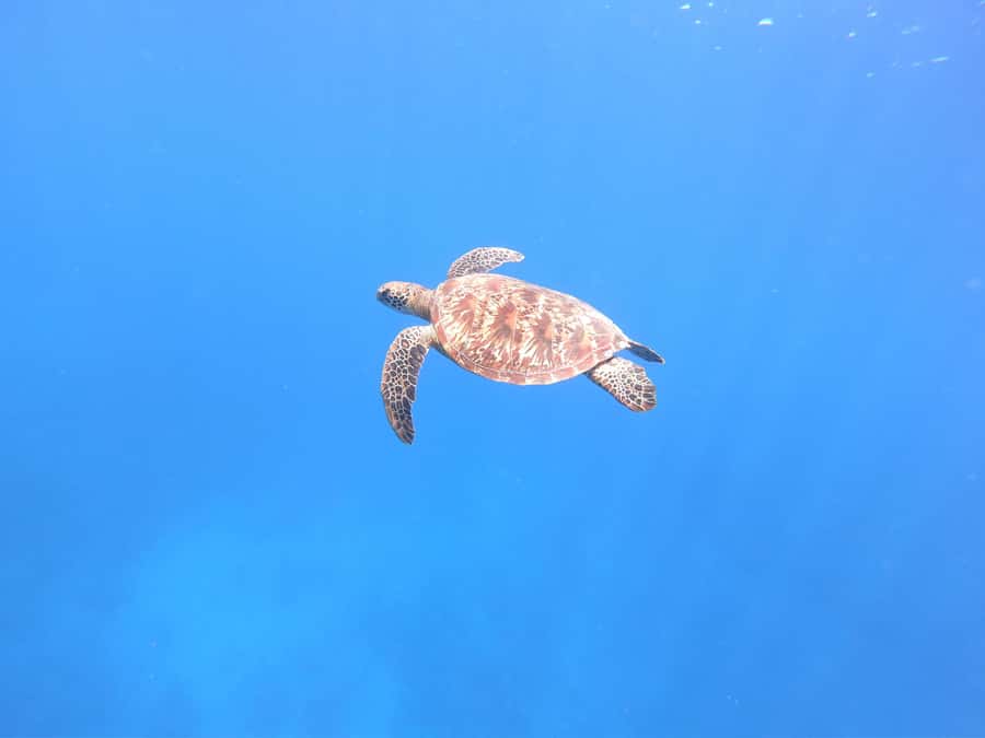 Tahiti island: 4 hours Snorkeling Tour - Starting with dolphins above the waves