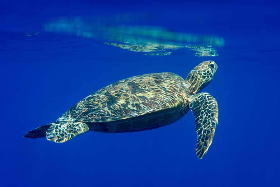 Tahiti island: 5 hours Snorkeling Picnic - The Polynesian lunch is part of the appeal
