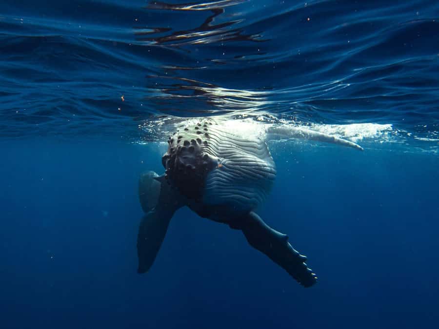 Tahiti island: Whale watching Experience - Key points to know before booking
