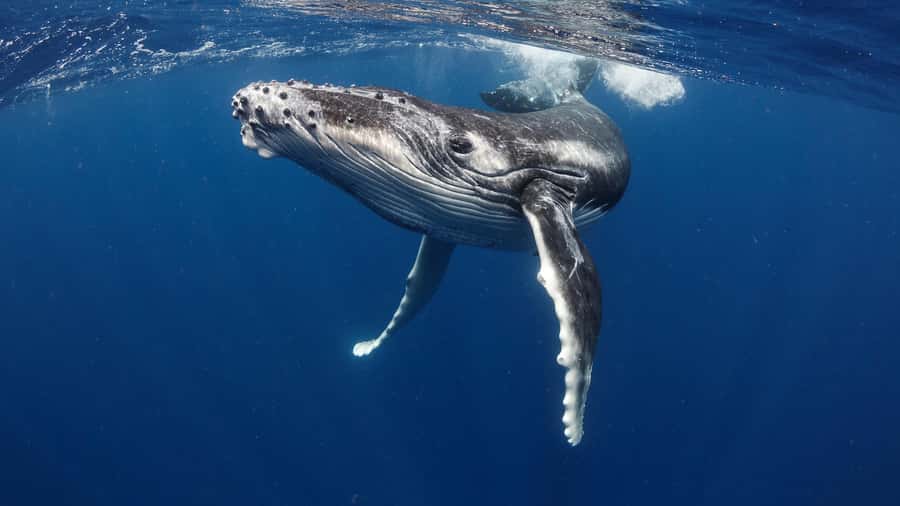 Tahiti island: Whale watching Experience - Five hours in search of Tahiti’s humpbacks