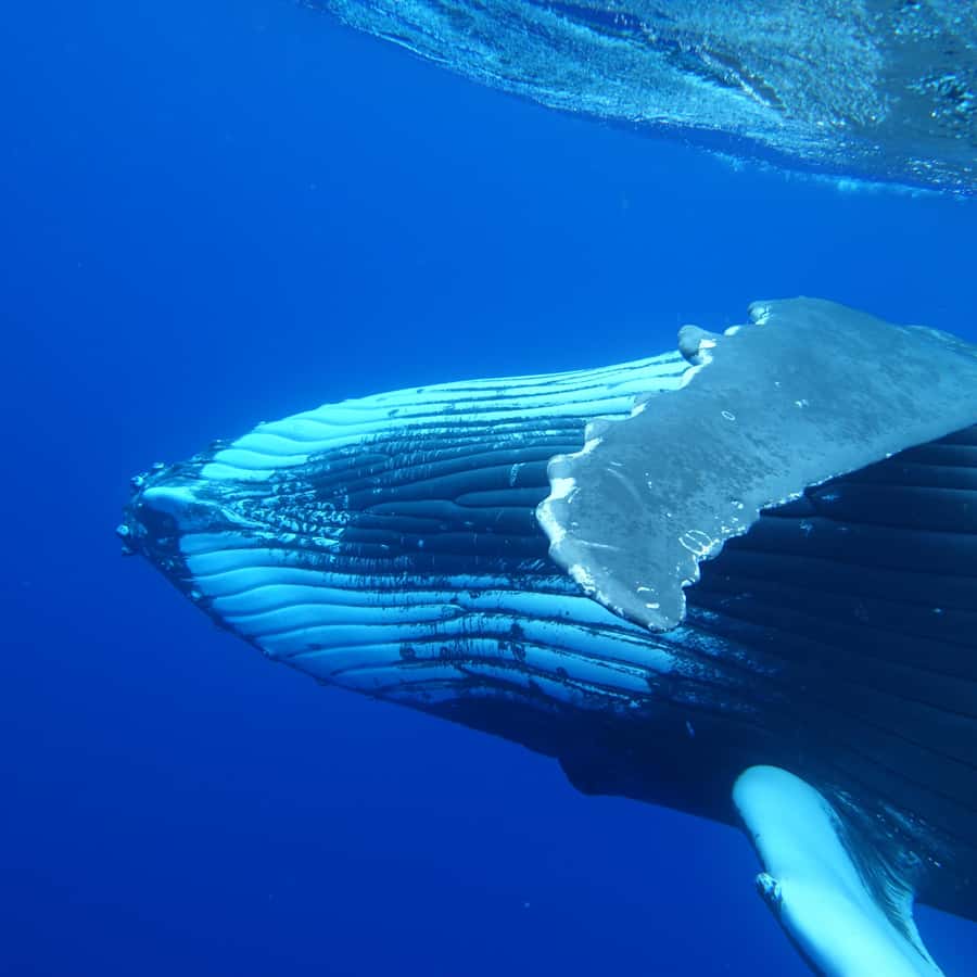 Tahiti island: Whale watching Experience - Looking for whales, dolphins, and other sea life