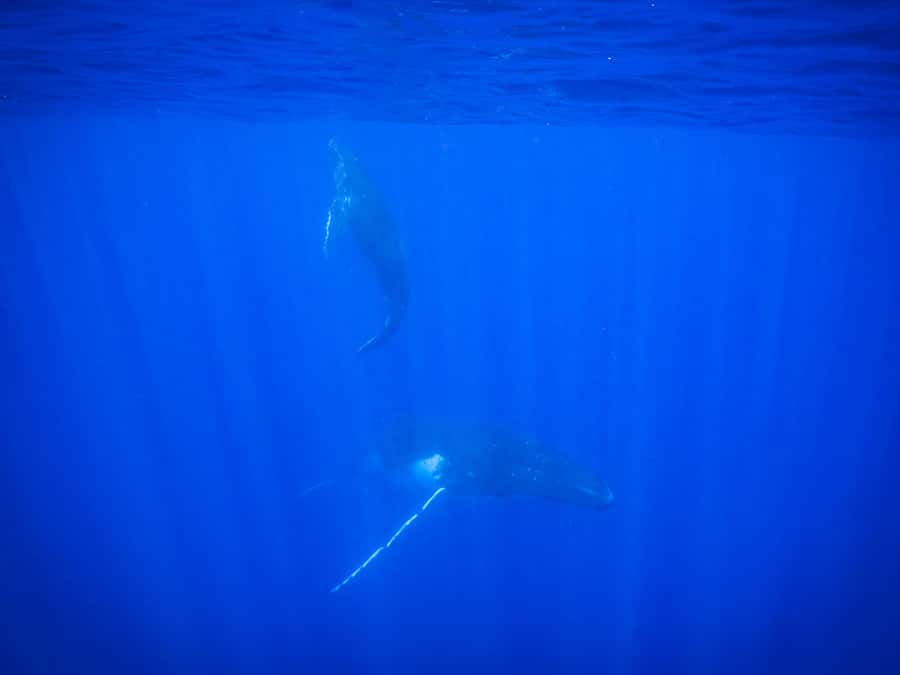 Tahiti island: Whale watching Experience - Guides who make the difference