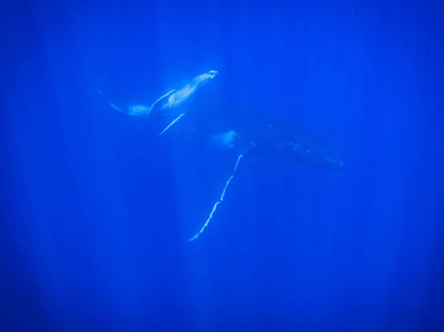 Tahiti island: Whale watching Experience - Is $227 a good value?