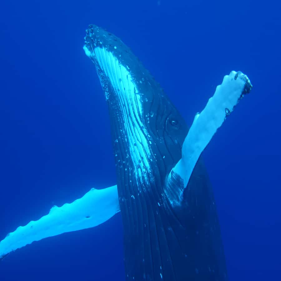 Tahiti island: Whale watching Experience - Who should book this Tahiti whale trip?