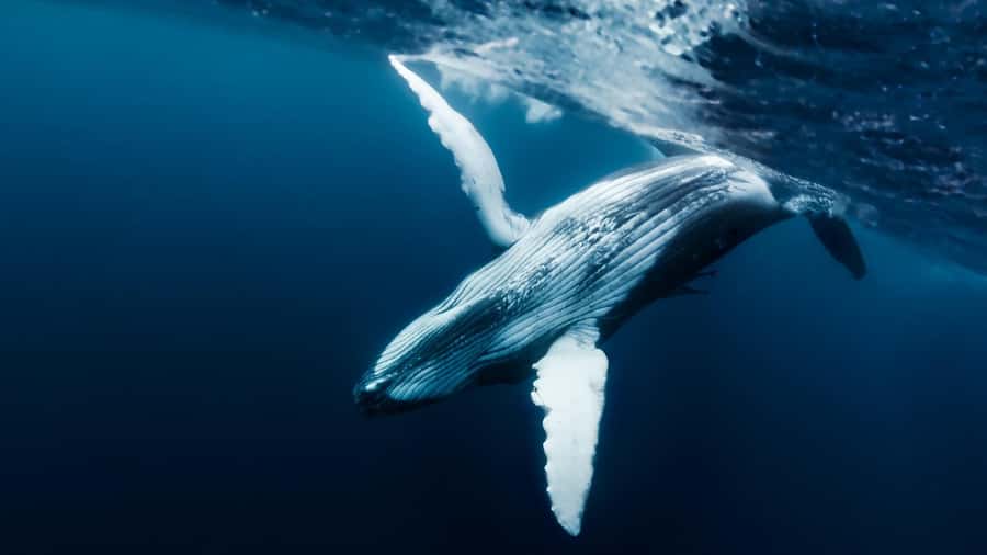 Tahiti island: Whale watching Experience - What happens after hotel pickup