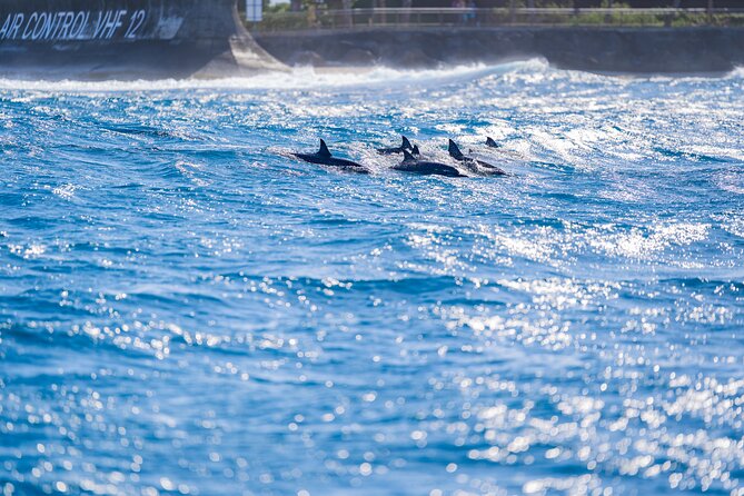 Tahiti Lagoon Snorkeling and Lunch Boat Tour (6 pax max) - Sapinus, the freshwater spring, and another swim