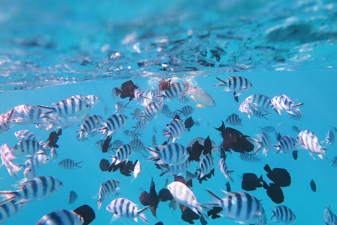 Tahiti Lagoon Vaimareva Private Boat cruise - Marine life, with realistic expectations