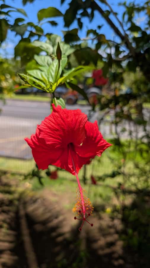Tahiti: Northeast Coast Waterfalls&Viewpoints Half Day Tour - What the Pace Feels Like on the Road
