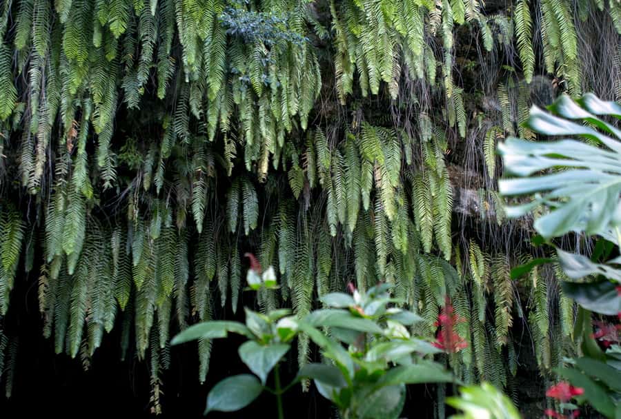 Tahiti: Private Half Day Culture and Nature Highlights Tour - A practical first look at Tahiti in five hours