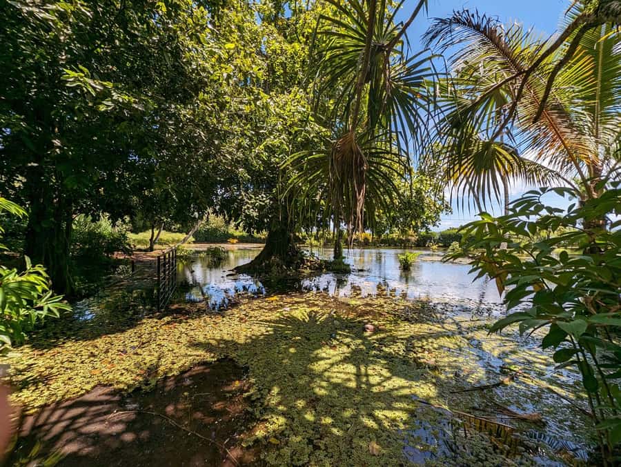 Tahiti Private Half Day Tour. Nature, history and culture - Mara’a Grotto: a cool pause beneath the ferns