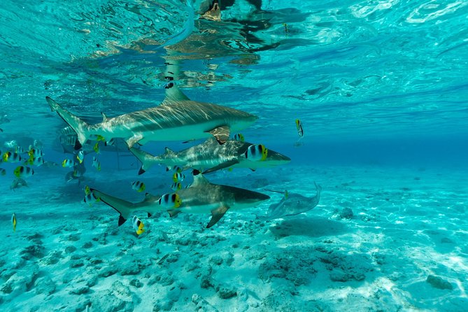 Toa Boat Bora Bora Private Lagoon tour On Ambassador Boat - Snorkeling with rays, sharks, and reef fish
