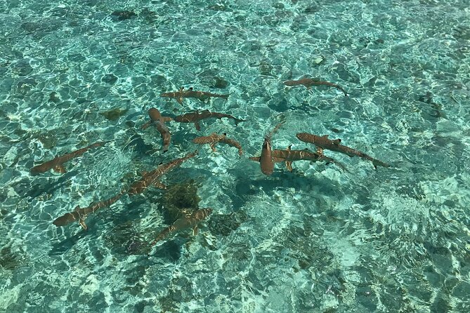 Toa Boat Bora Bora Private Lagoon tour with Lunch on Entertainer Bar Boat - Is $795 per person good value?