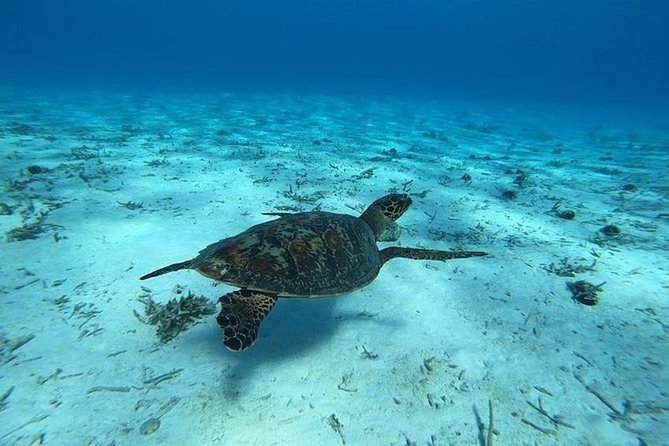 Tohora Bora Bora Snorkeling Lagoon Tours - What makes this Bora Bora lagoon tour special