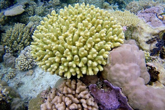 Tohora Bora Bora Snorkeling Lagoon Tours - Meeting point, pickup, and booking details