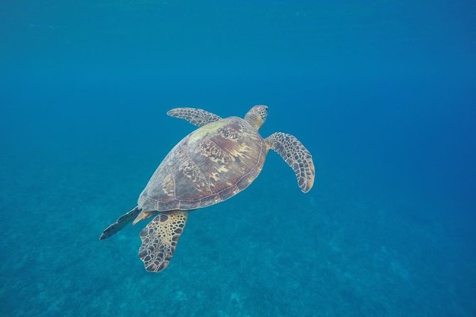 Turtle Encounter with Yumi Tours - Key points to know before booking