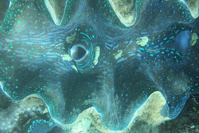 Turtle Encounter with Yumi Tours - Small-group feel, with one practical caveat