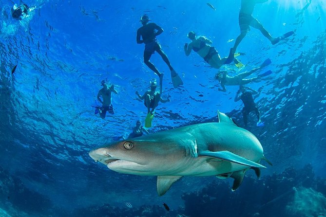 Ultimate Encounter Snorkel with Sharks in Fiji - What the 9-hour day actually feels like