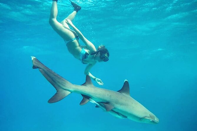 Ultimate Encounter Snorkel with Sharks in Fiji - Should you book the Kuata shark snorkel?