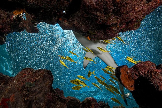 Ultimate Encounter Snorkel with Sharks in Fiji - Barefoot Kuata’s beach, pools, and free time