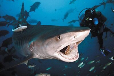 Ultimate Shark Encounter Two Tank Dive at The World Famous Beqa Lagoon