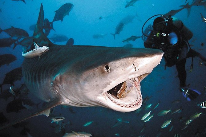 Ultimate Shark Encounter Two Tank Dive at The World Famous Beqa Lagoon - The one-hour surface break