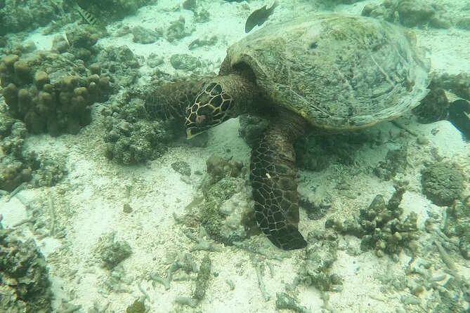 Ultimate Upolu Highlights Tour – Apia Cruise Ship Shore Excursion - Shawn and Janette keep the day personal