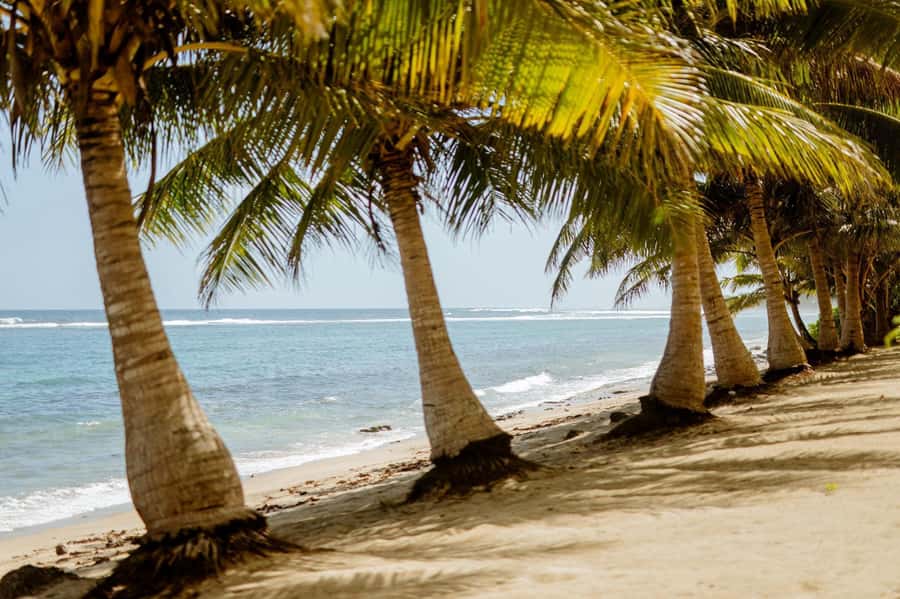 Upolu Samoa Full Day Private Tour - A full day built around Upolu’s best contrasts
