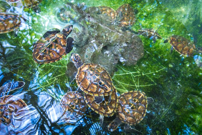 Vanuatu Cultural Village, Waterfalls, Turtles and Blue Lagoon - A six-hour route through Port Vila and Efate
