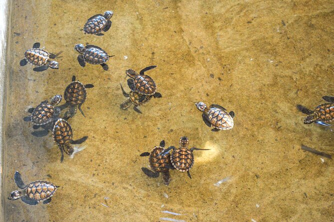 Vanuatu Cultural Village, Waterfalls, Turtles and Blue Lagoon - Rarru Rentapao River: freshwater after the village