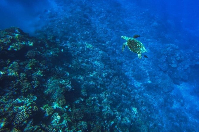 Want to escape? Treat yourself to a snorkeling session in Tahiti! - A west-coast morning aboard the Kaoriki