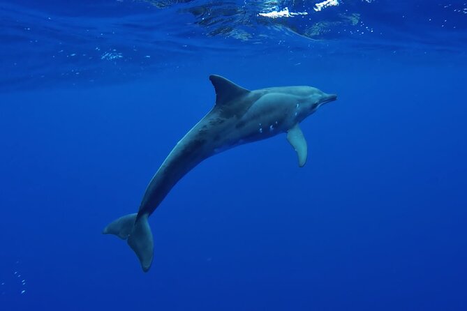 Want to escape? Treat yourself to a snorkeling session in Tahiti! - Is $120 a fair price?