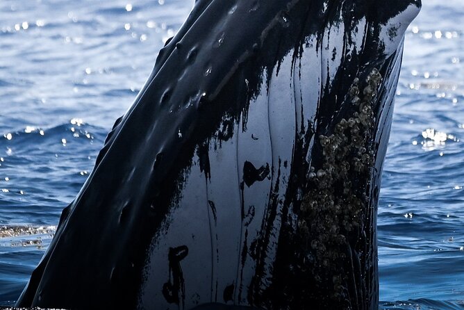 Watch and Swim with Humpback Whales in Moorea - Key points to know before booking