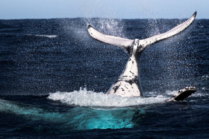 Watch and Swim with Humpback Whales in Moorea - A small boat changes the feel of the outing