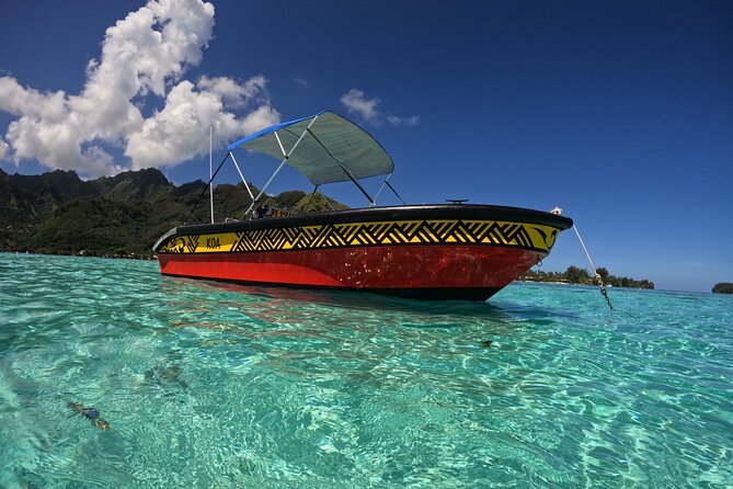 Watch and Swim with Humpback Whales in Moorea - Equipment, comfort, and what you need to pack