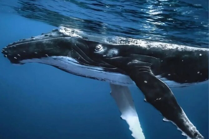 Watch and Swim with Humpback Whales in Moorea - The value of $267.22 per person