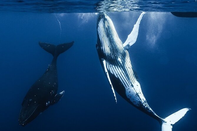 Watch and Swim with Humpback Whales in Moorea - What the four-hour itinerary is likely to feel like