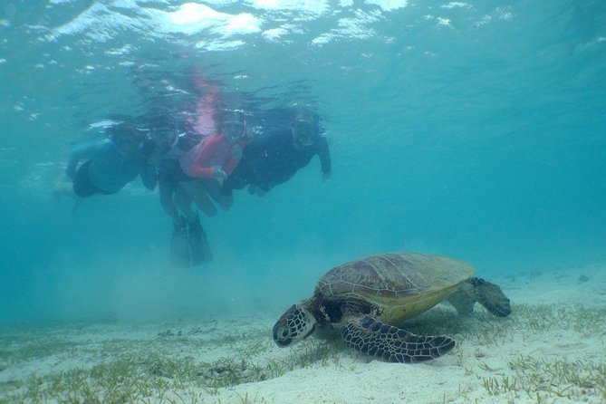 Water Taxi Signal Island Turtle Tour for cruisers - Is $61.40 good value?