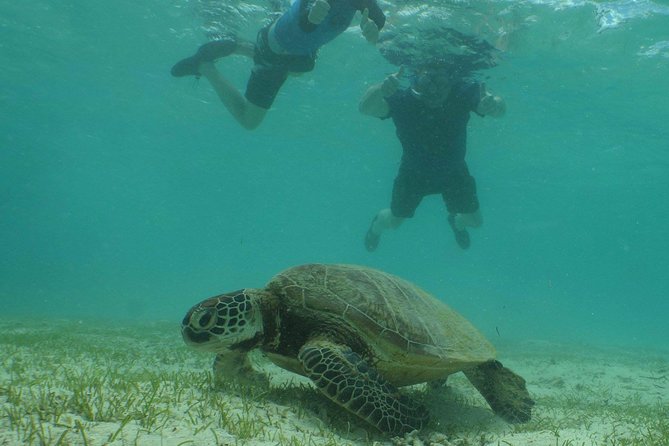 Water Taxi Signal Island Turtle Tour for cruisers - What to pack for a more comfortable day