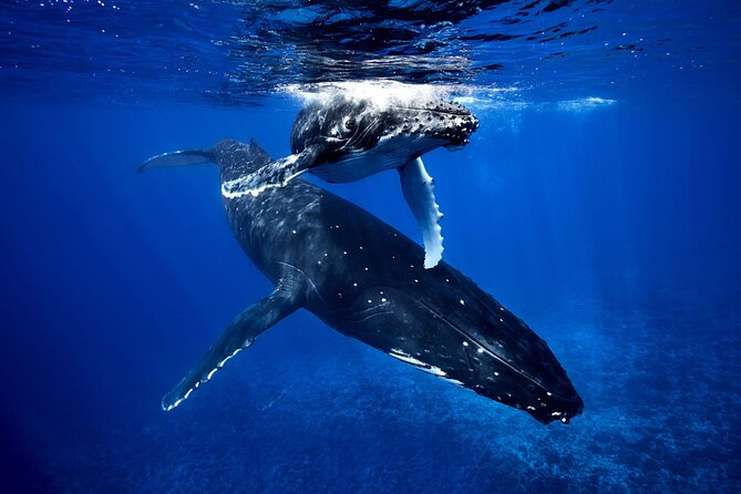 WHALE TOUR - Watching and Swimming with Whales - Moorea’s whale encounter is about patience