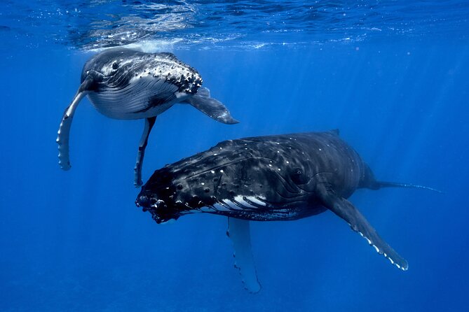 WHALE TOUR - Watching and Swimming with Whales - Searching for whales around Moorea