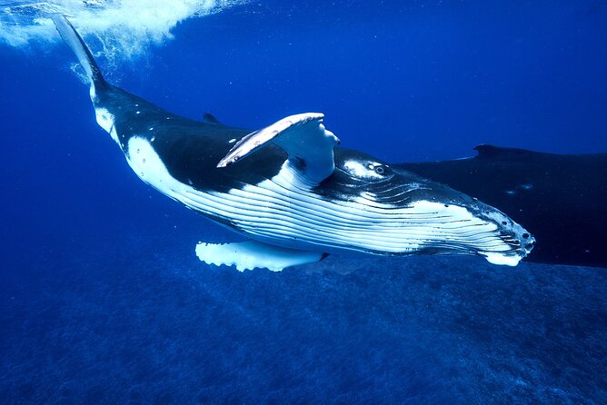 WHALE TOUR - Watching and Swimming with Whales - Respect for the whales comes first