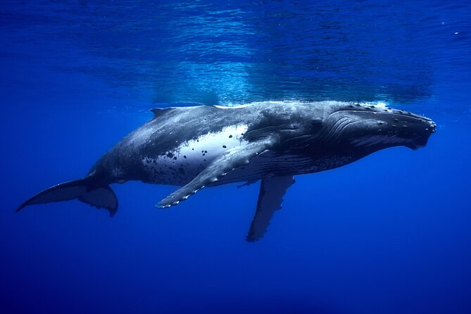 WHALE TOUR - Watching and Swimming with Whales - What a successful encounter can look like