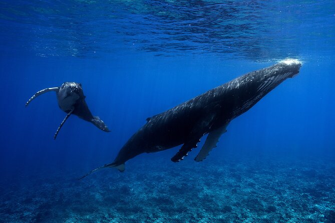 WHALE TOUR - Watching and Swimming with Whales - Price and value at $327.95